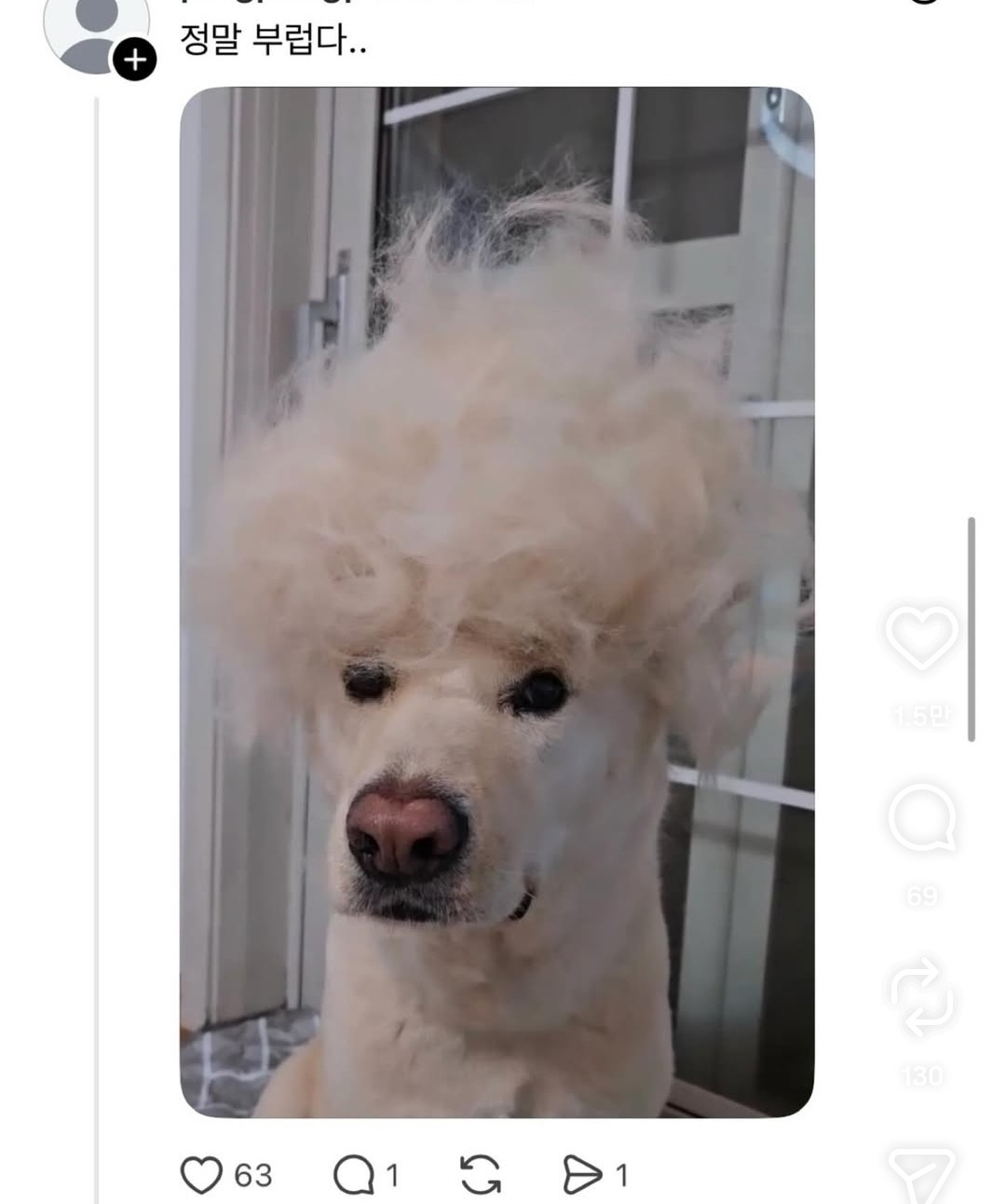 말티즈랑-비숑은-진짜-털이-안빠진다-2-이미지