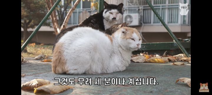 아깽이보다-100배는-만나기-어려운-묘르신들-0-이미지