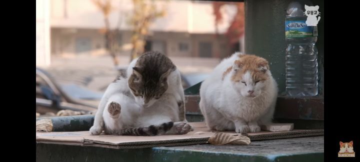 아깽이보다-100배는-만나기-어려운-묘르신들-24-이미지