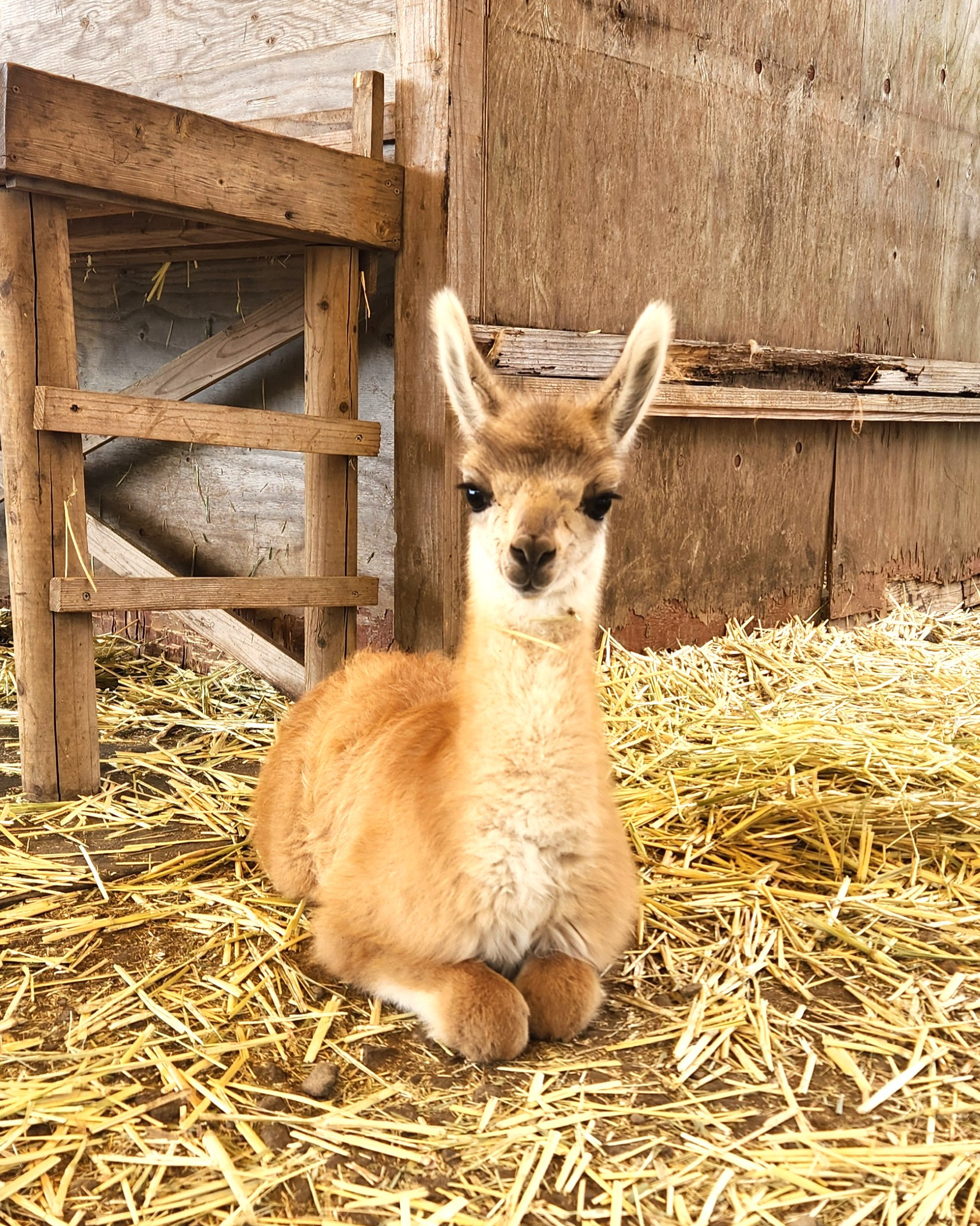 도련님(아빠이름),-아가씨(엄마이름)-사이에서-태어난-딸-아기-라마-ㄷㄷㄷㄷ.jpg-0-이미지