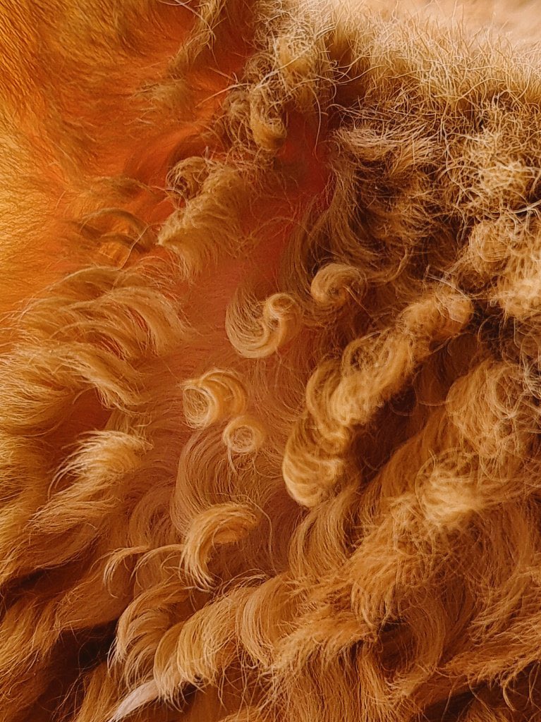 비오니까-털이-꼬불꼬불해진-고양이.x-2-이미지