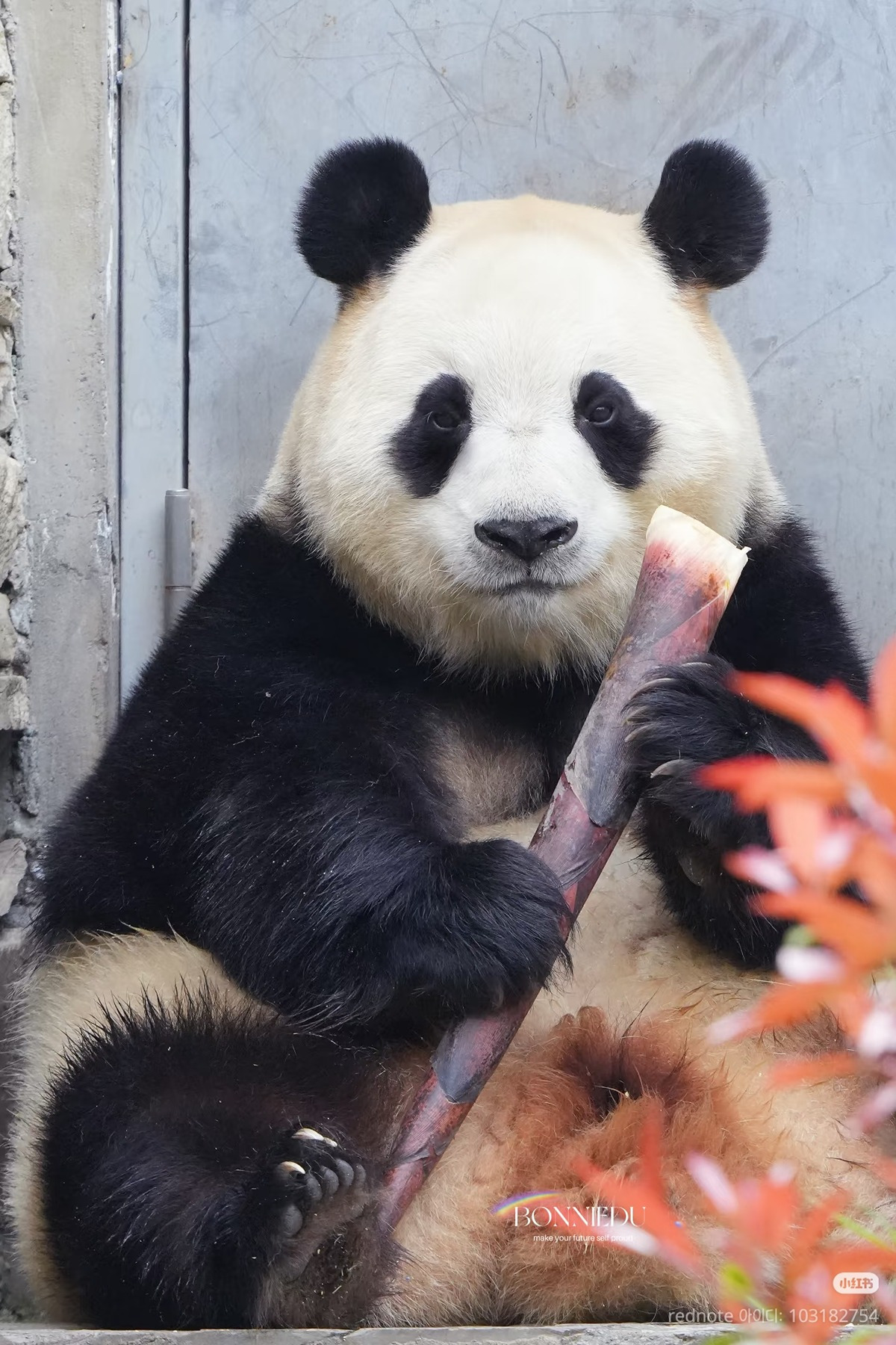 맛없는-죽순을-받은-푸바오의-투명한-표정.jpg-1-이미지