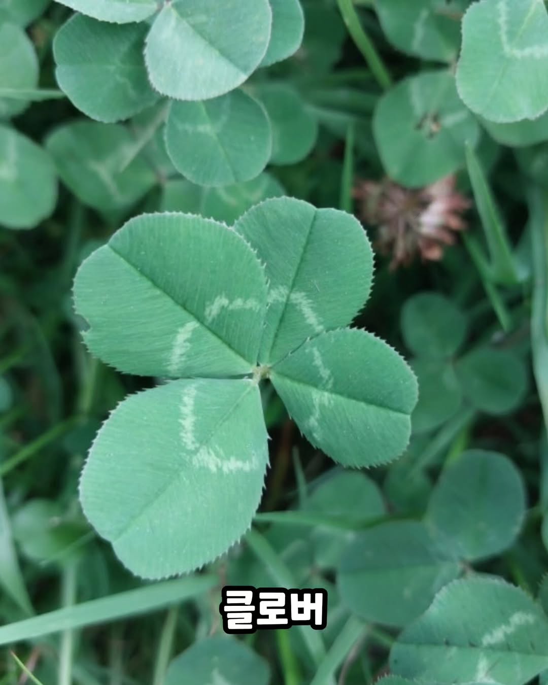 네잎클로버의-진실-4-이미지