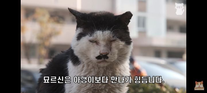 아깽이보다-100배는-만나기-어려운-묘르신들-3-이미지