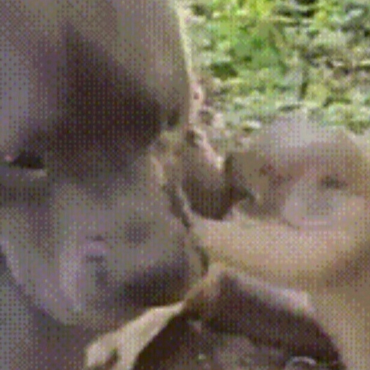 땅-파는데-방해하는-댕댕이.gif-1-이미지