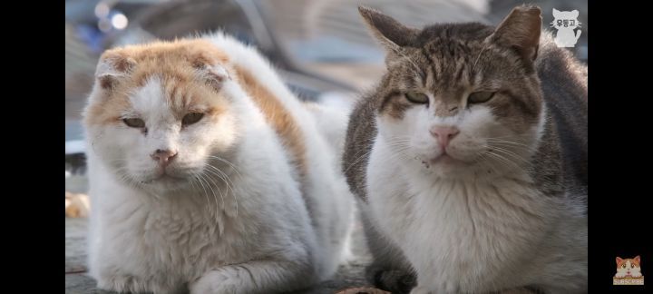 아깽이보다-100배는-만나기-어려운-묘르신들-2-이미지