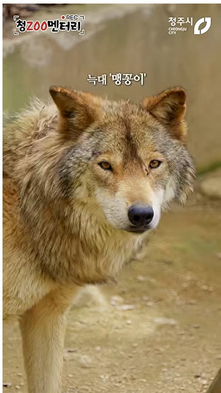 늑구-트랜드에-탑승하는-청주-동물원-늑대-친구들-0-이미지