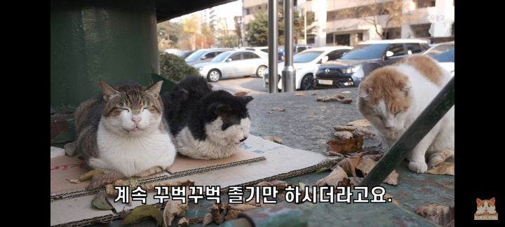 아깽이보다-100배는-만나기-어려운-묘르신들-20-이미지