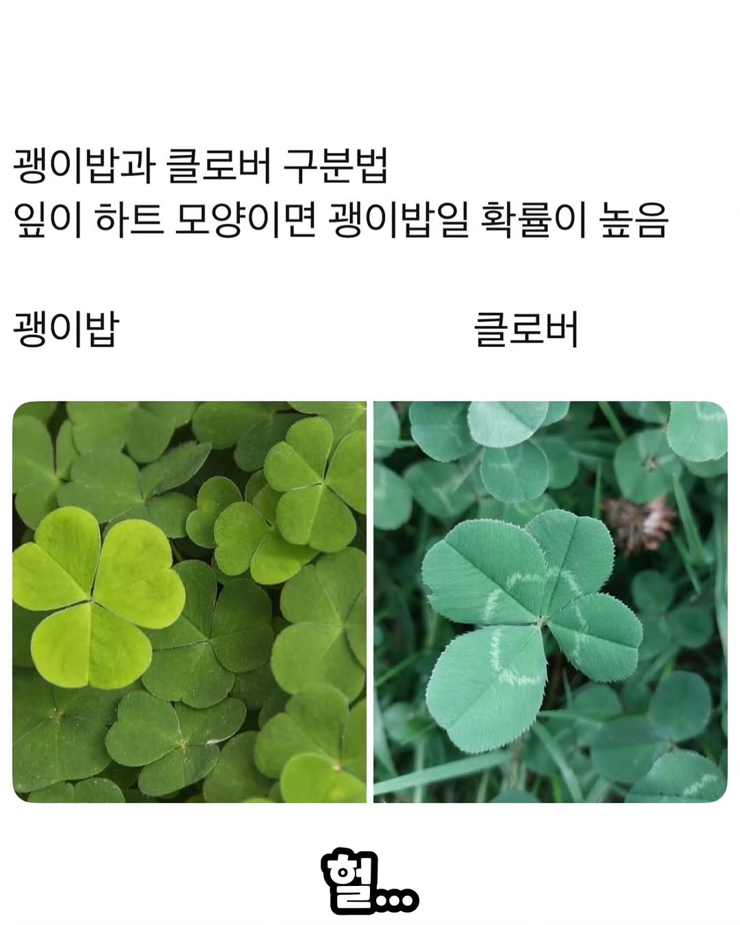 네잎클로버의-진실-2-이미지