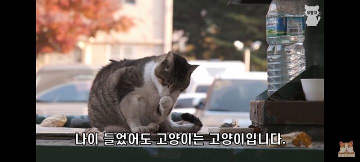 아깽이보다-100배는-만나기-어려운-묘르신들-23-이미지