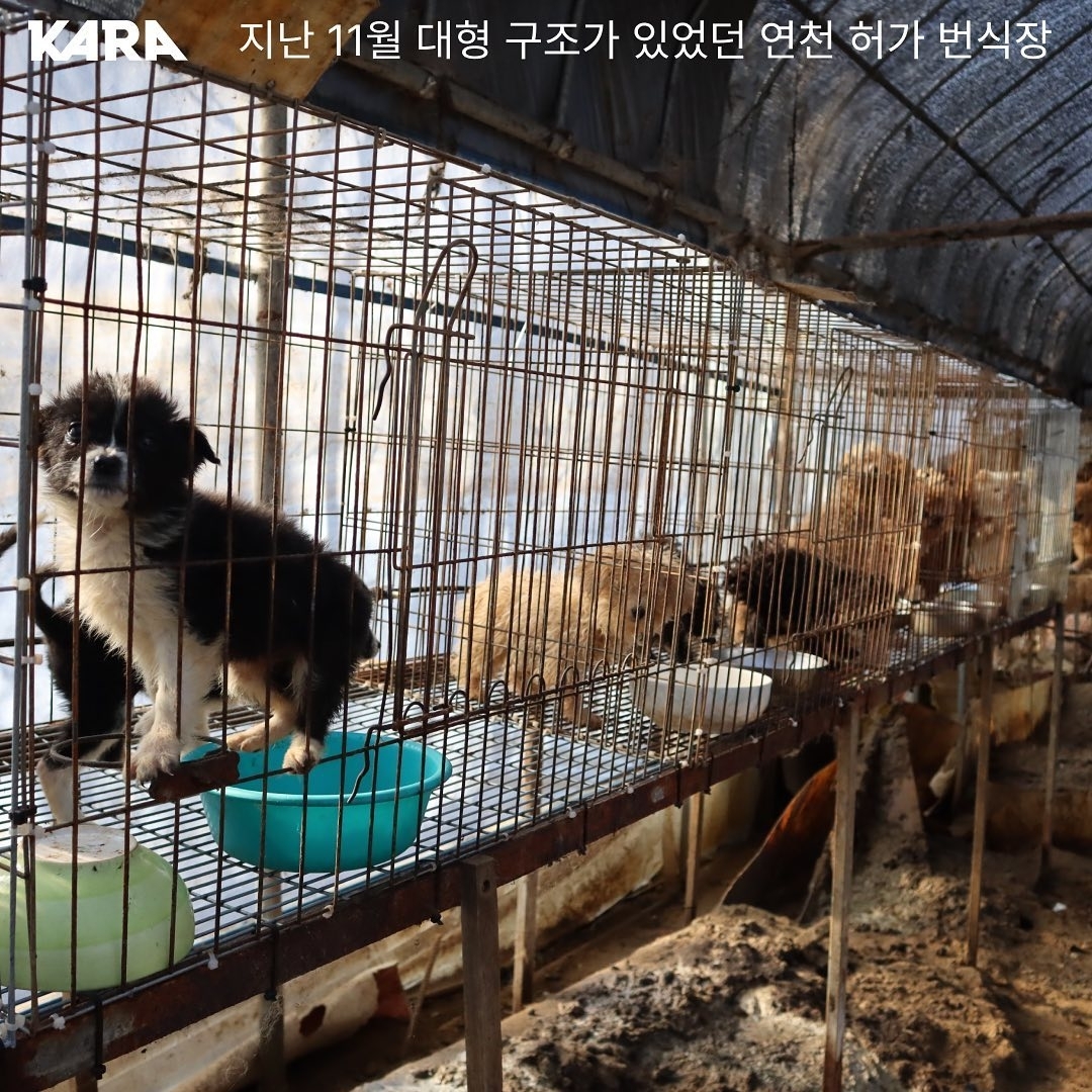 연천-번식장에서-구조된-강아지-입양한-개그맨-이창호-1-이미지