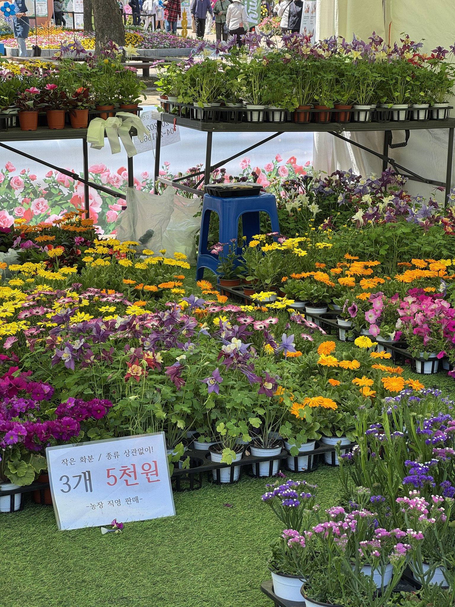 고양국제꽃박람회-오픈런-하고옴-‼️-12-이미지