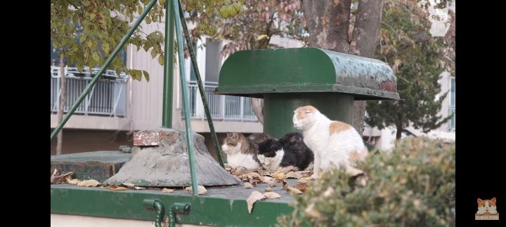 아깽이보다-100배는-만나기-어려운-묘르신들-13-이미지