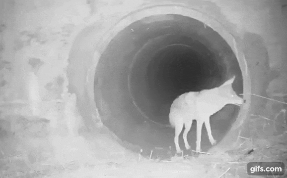 CCTV에-포착된-여우와-오소리.gif-0-이미지