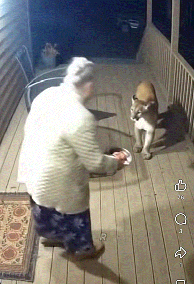 좀큰-길냥이에게-밥준-할머니.gif-1-이미지