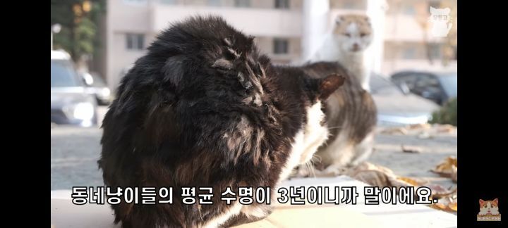 아깽이보다-100배는-만나기-어려운-묘르신들-6-이미지