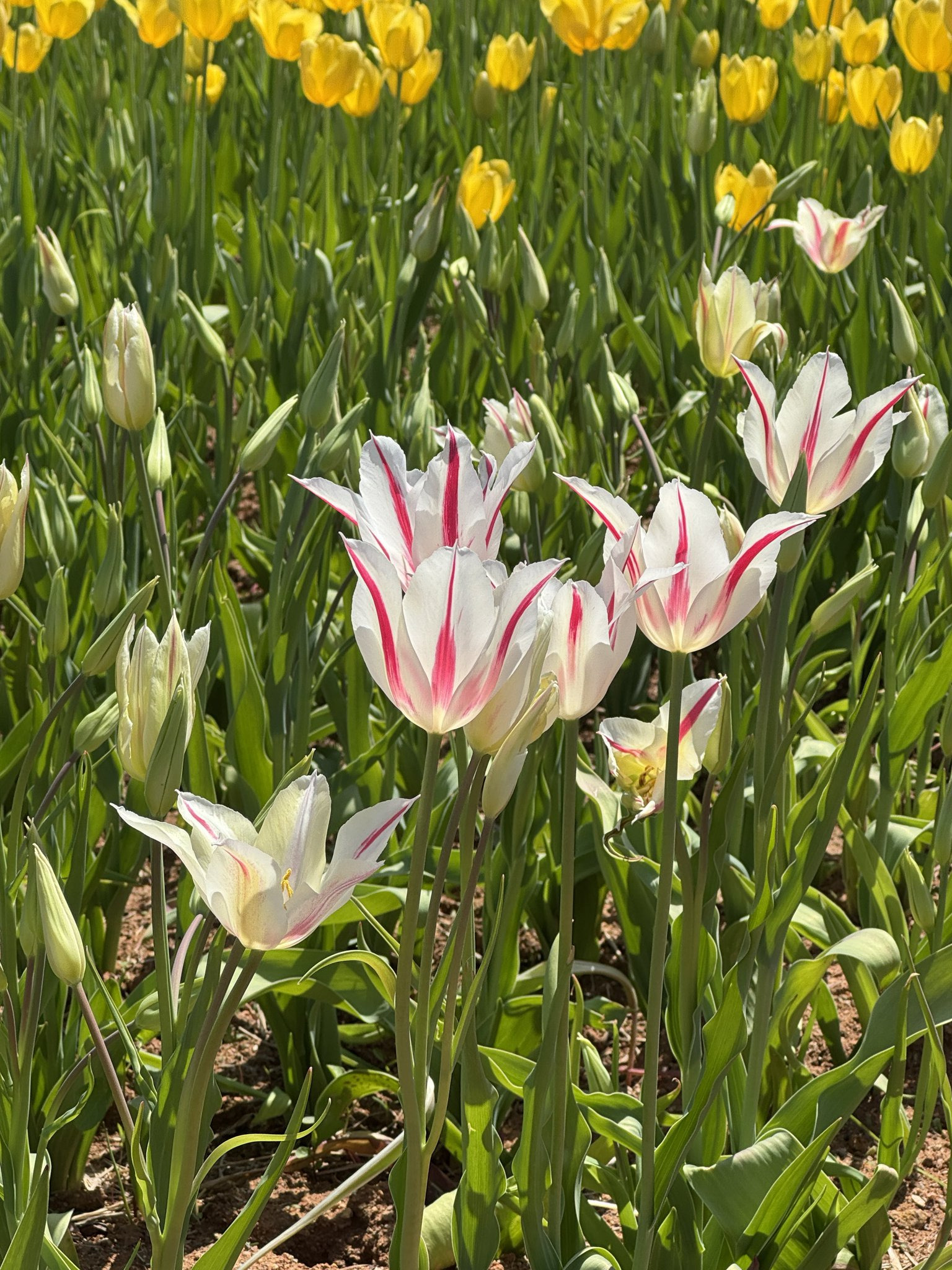 고양국제꽃박람회-오픈런-하고옴-‼️-6-이미지