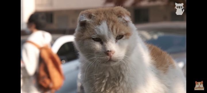 아깽이보다-100배는-만나기-어려운-묘르신들-7-이미지