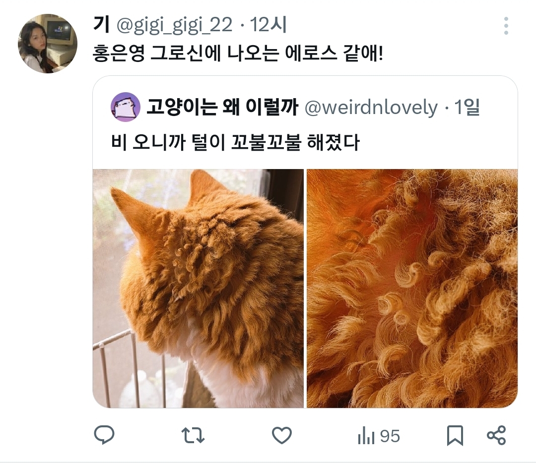 비오니까-털이-꼬불꼬불해진-고양이.x-3-이미지