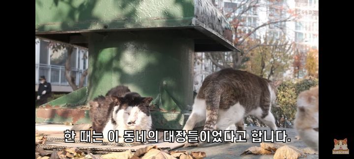 아깽이보다-100배는-만나기-어려운-묘르신들-11-이미지