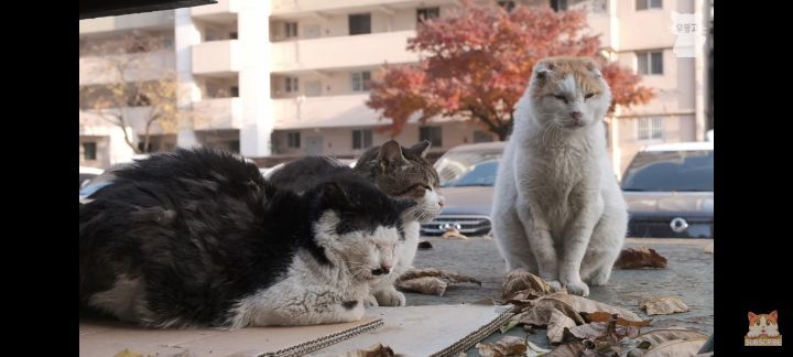 아깽이보다-100배는-만나기-어려운-묘르신들-14-이미지