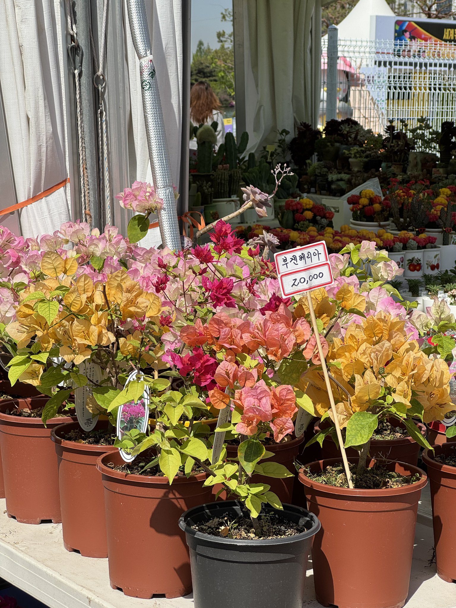 고양국제꽃박람회-오픈런-하고옴-‼️-9-이미지