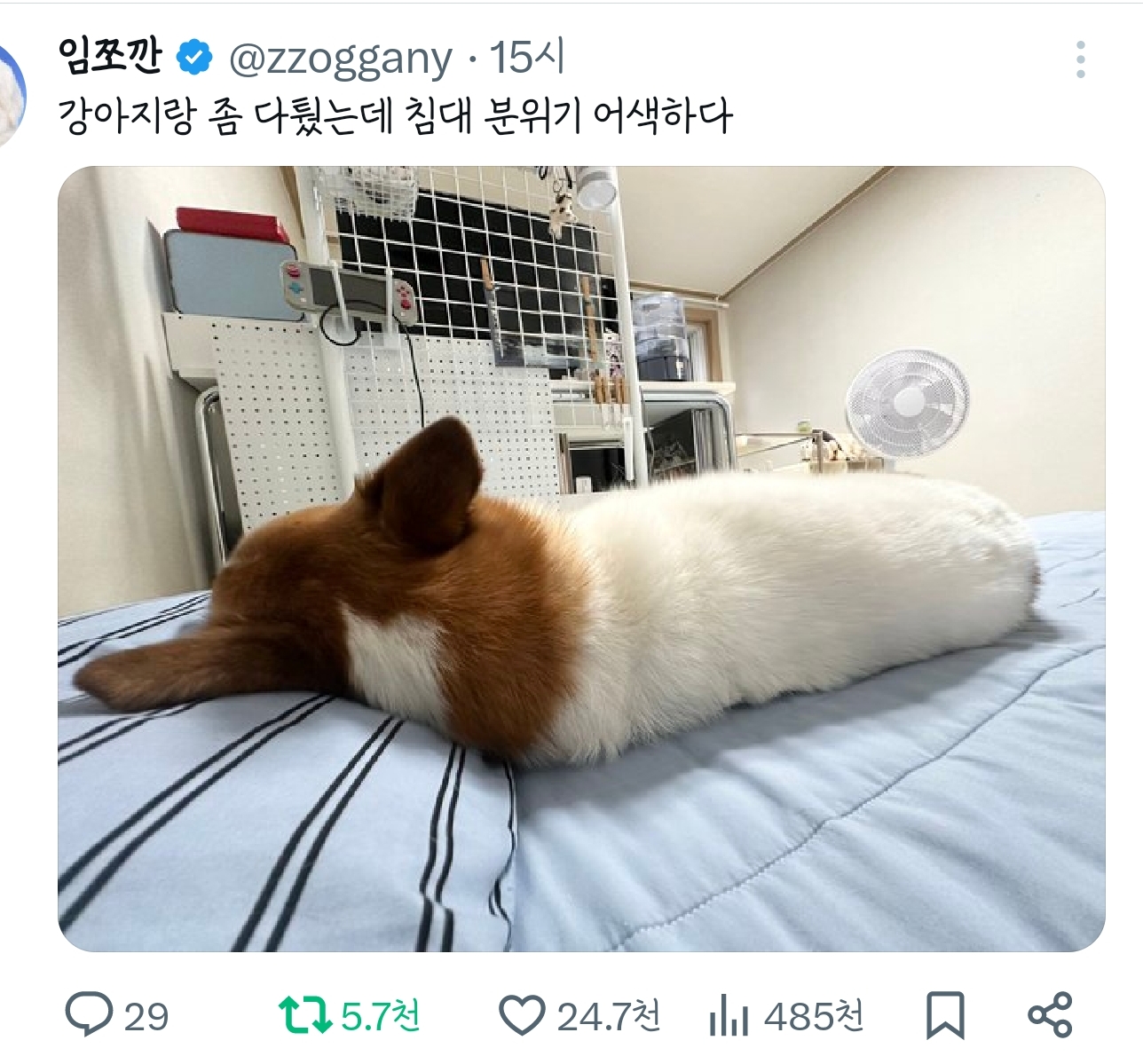 강아지랑-좀-다퉜는데-침대-분위기-어색하다-1-이미지