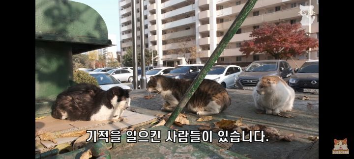 아깽이보다-100배는-만나기-어려운-묘르신들-8-이미지