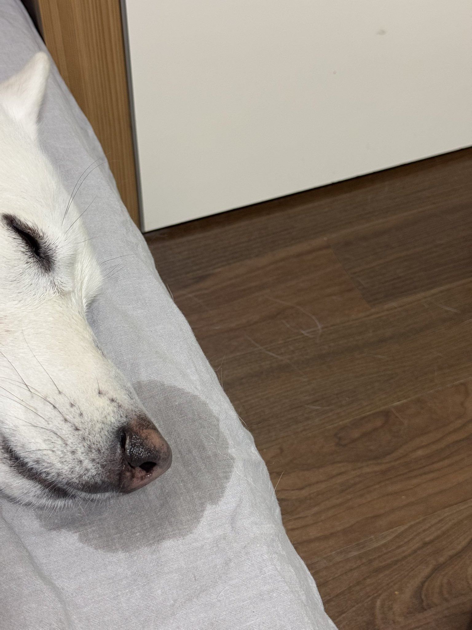 큰-코에는-큰-콧물이-따른다-1-이미지