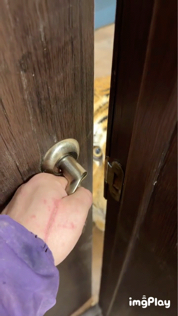 문-앞에-앉아있는-길고양이-1-이미지