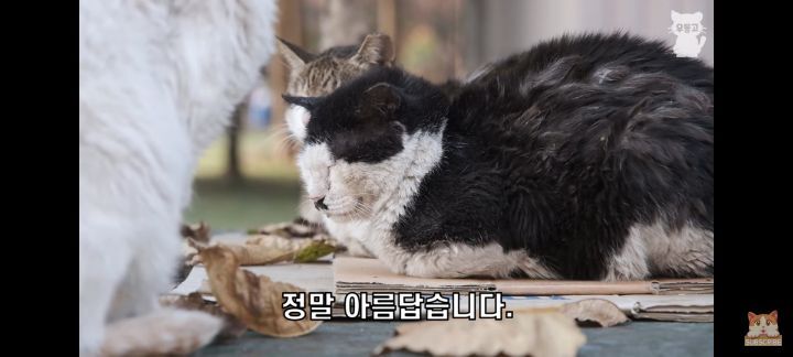 아깽이보다-100배는-만나기-어려운-묘르신들-16-이미지