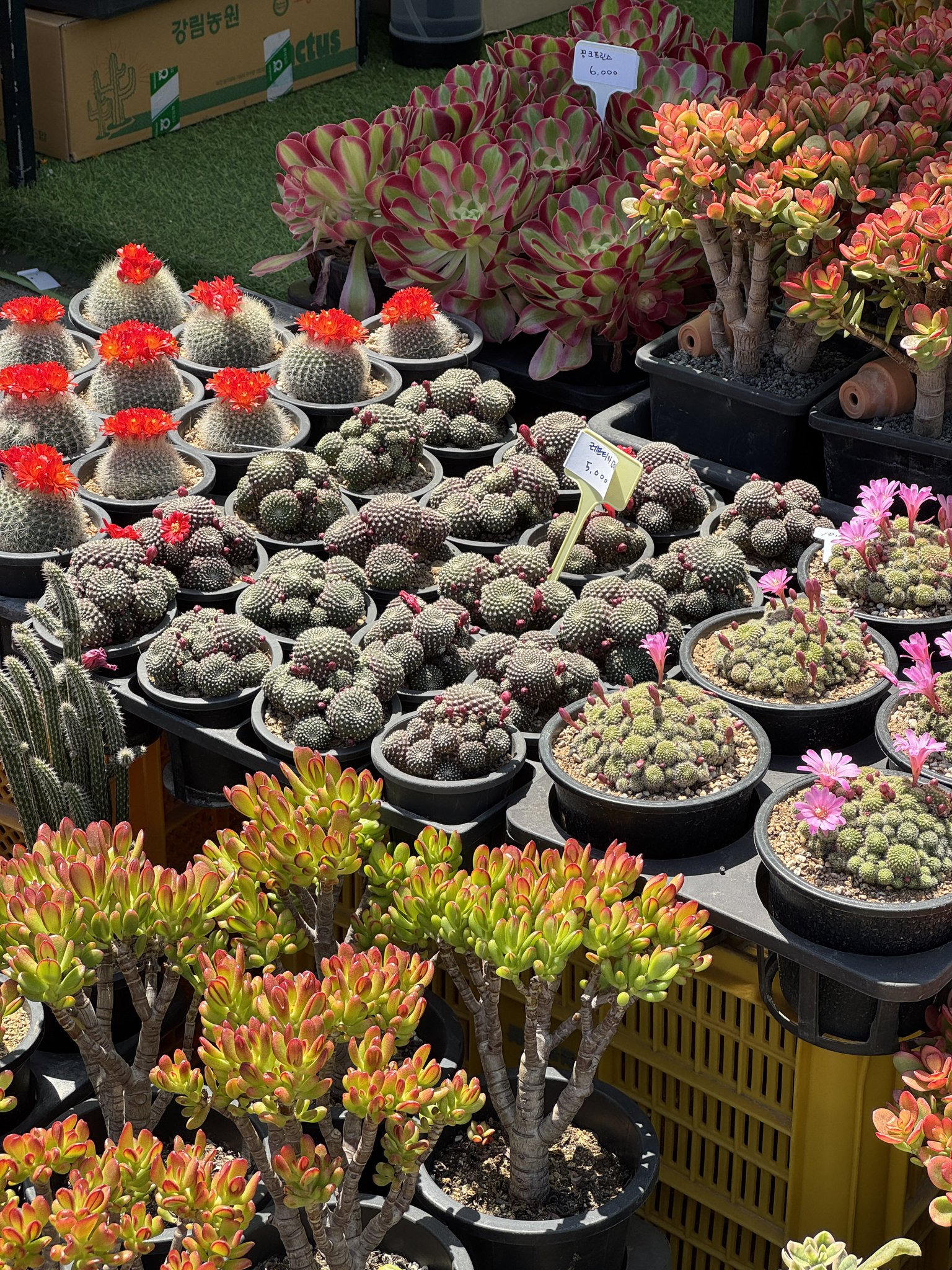 고양국제꽃박람회-오픈런-하고옴-‼️-10-이미지