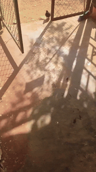 임신한-친구위해-둥지만드는-비둘기-1-이미지