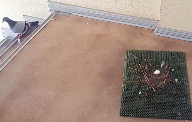 임신한-친구위해-둥지만드는-비둘기-2-이미지