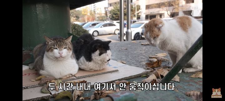 아깽이보다-100배는-만나기-어려운-묘르신들-19-이미지