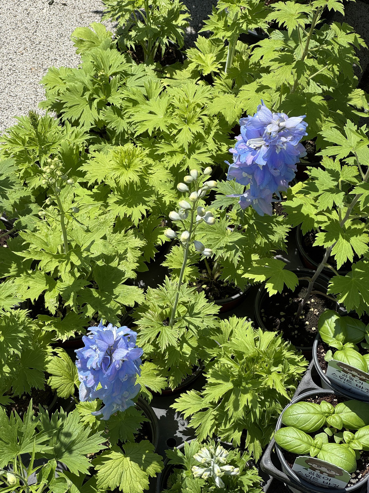 고양국제꽃박람회-오픈런-하고옴-‼️-11-이미지