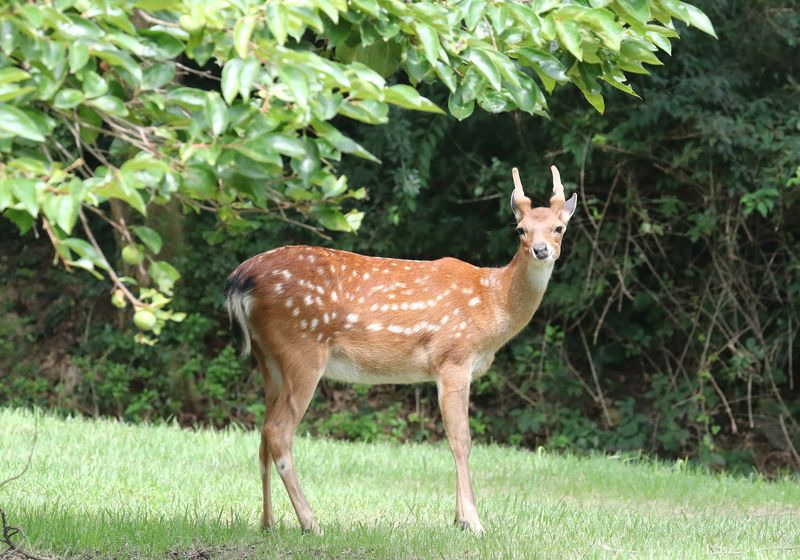 광명서-탈출한-사슴,-서울-가나?⋯-구로구-캠핑장서-목격-신고-0-이미지
