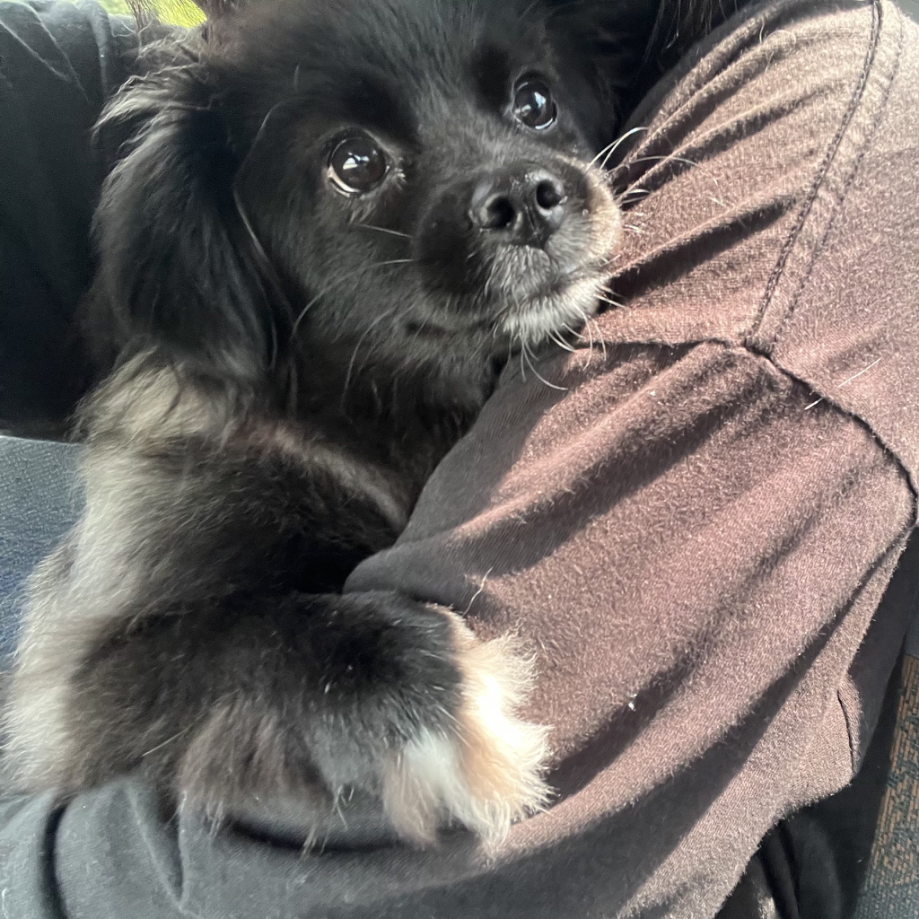 차-타면-무서워서-온힘을-다해-팔을-껴안았던-강아지-0-이미지