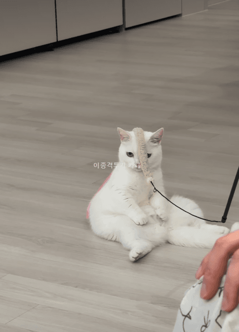 앉아서-쉬는-고양이-0-이미지