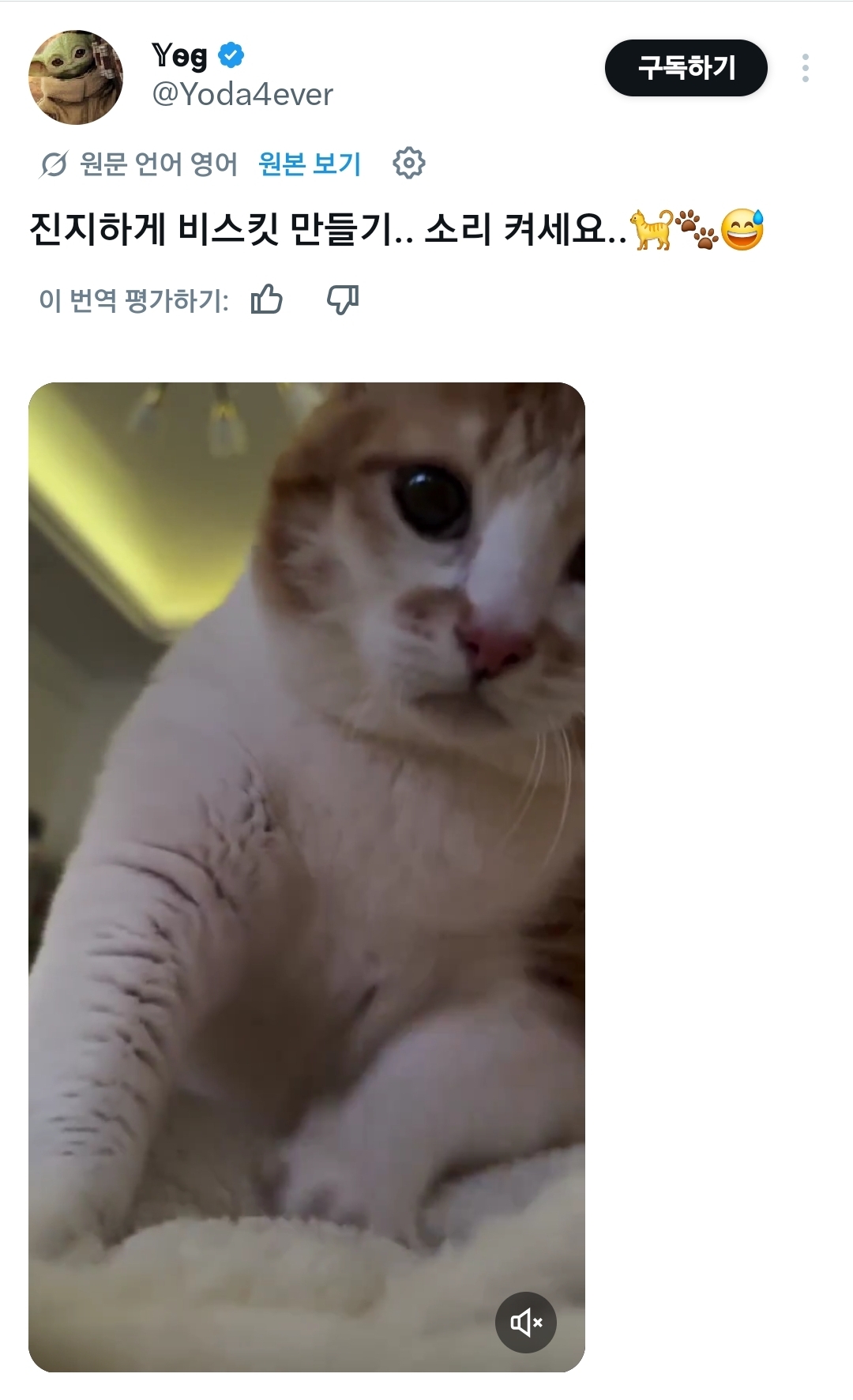 진지하게-반죽중인-고양이.x-0-이미지