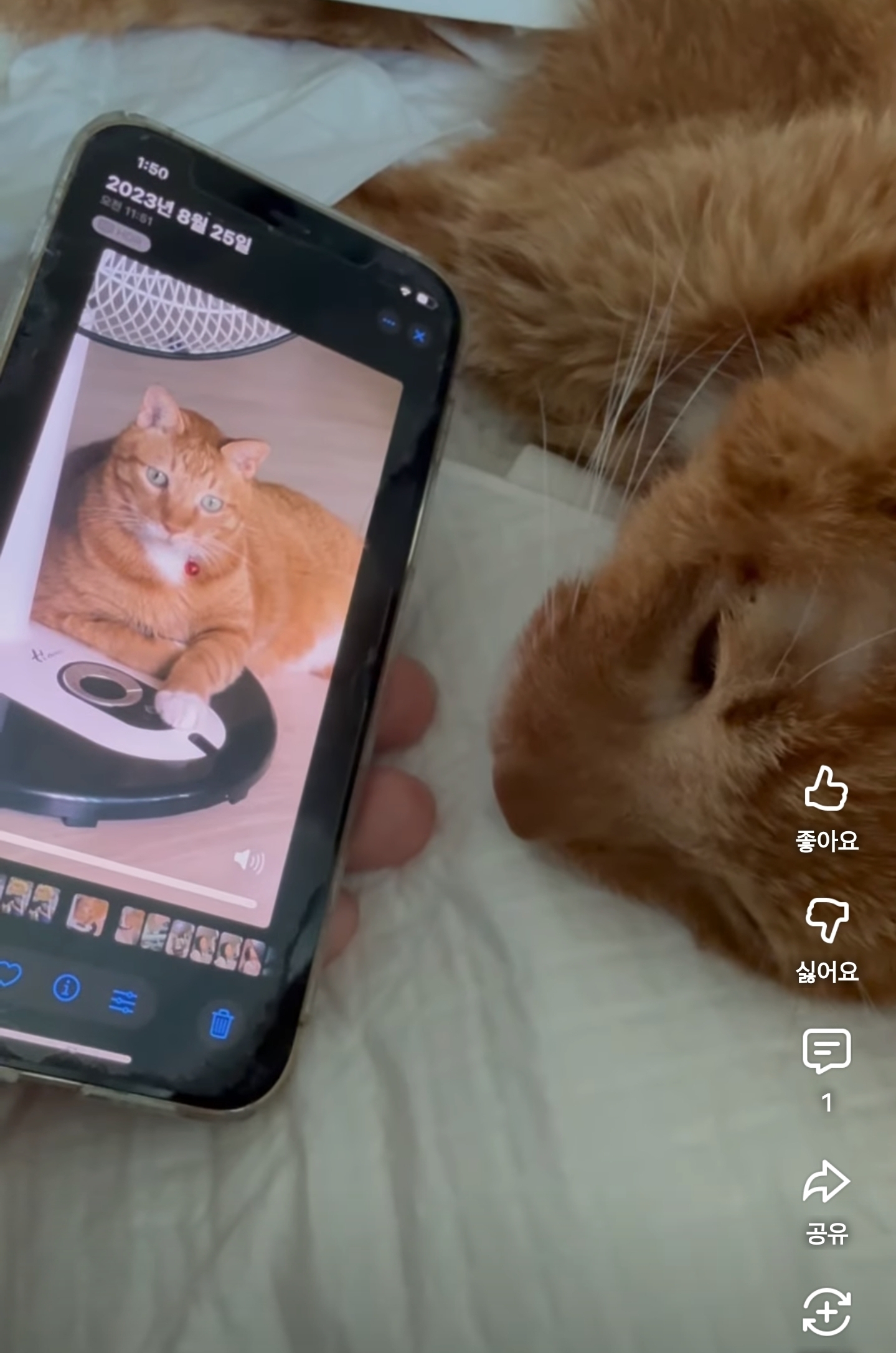 마지막-순간에-집사-목소리를-듣고-반응하는-고양이-0-이미지