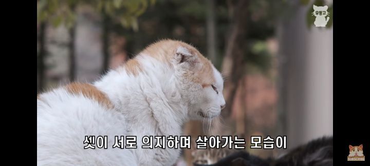 아깽이보다-100배는-만나기-어려운-묘르신들-15-이미지