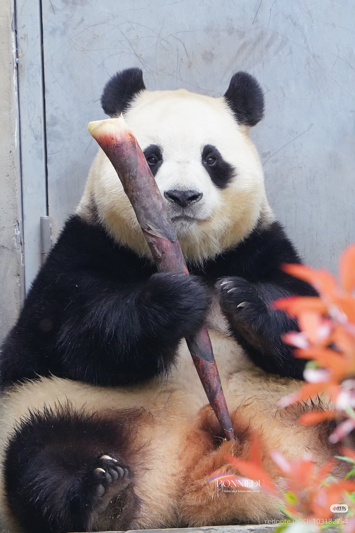 맛없는-죽순을-받은-푸바오의-투명한-표정.jpg-0-이미지