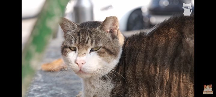 아깽이보다-100배는-만나기-어려운-묘르신들-5-이미지