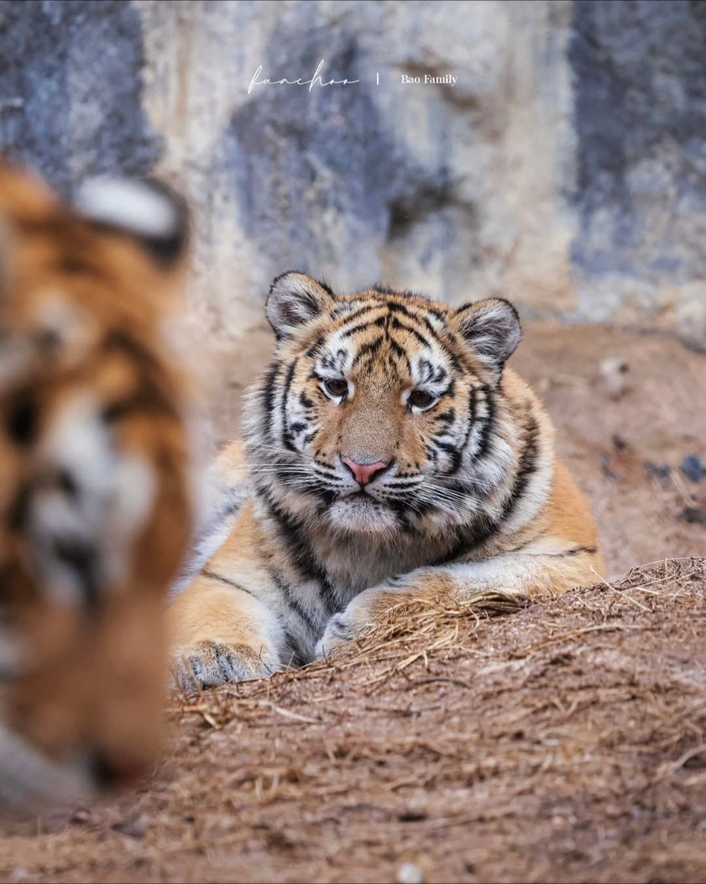 대체-언제쯤-무서워질거냐고-말나오는-설호...jpgif-16-이미지