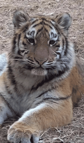 대체-언제쯤-무서워질거냐고-말나오는-설호...jpgif-9-이미지