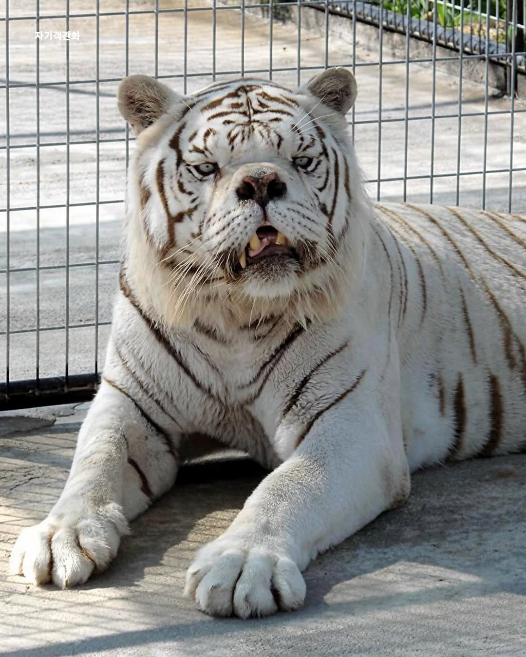 인간의-욕심때문에-남매간-근친교배로-태어난-다운증후군-호랑이-2-이미지