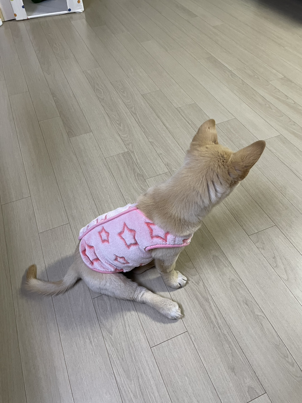 우리-강아지는-퍼피-때는-옷-잘입다가-한살부턴-모든-옷-다-거부하더라..-2-이미지