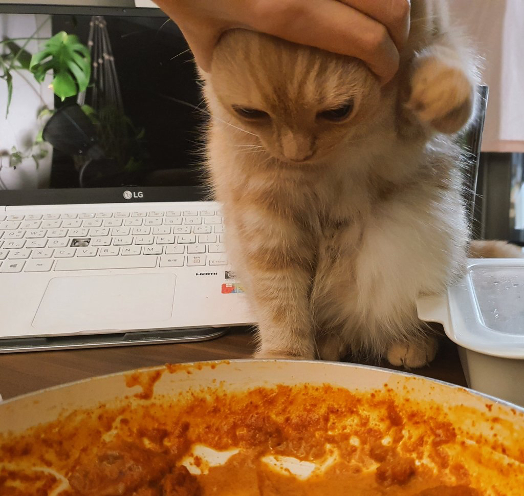 닭갈비-한대-패주려다-붙잡힌-야옹이-2-이미지