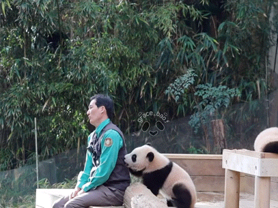 소원을-들어주는-판다-후이바오-20-이미지